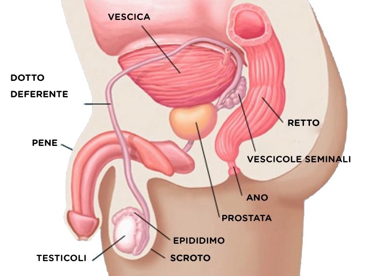 prostata dove si trova cum să tratezi urinarea