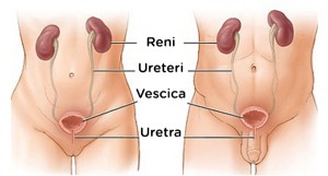 ANATOMIA URETERE